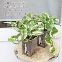 観葉植物 ポトス エンジョイ 俺のシリーズ ねこチップ×ネガミエル透明スリット鉢 3.5号
