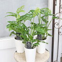 観葉植物 モンステラ ラニアータ 3.5号