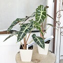 観葉植物 アロカシア アマゾニカ 4号