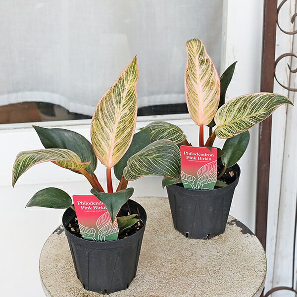 観葉植物 フィロデンドロン ピンクバーキン 3.5号のサムネイル