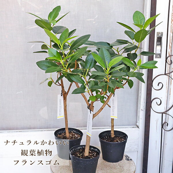 観葉植物 フランスゴム フィカス ルビギノーサ 3.5号