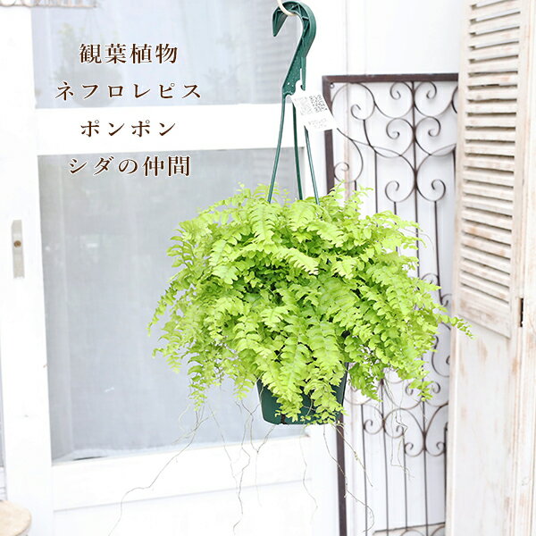 【閉店セール／返品不可／在庫限り】観葉植物 ネフロレピス ポンポン 5号吊り鉢 H50cm