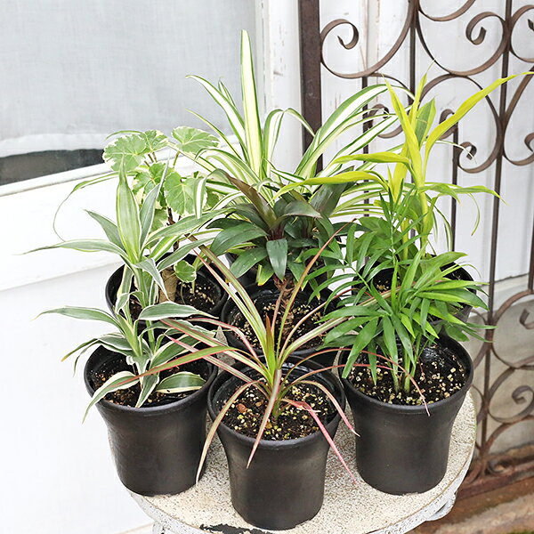 観葉植物 サンデリアーナ ドラセナ コルジリネ テーブルヤシ ワイヤープランツ ポリシャス オリヅルラン 3号