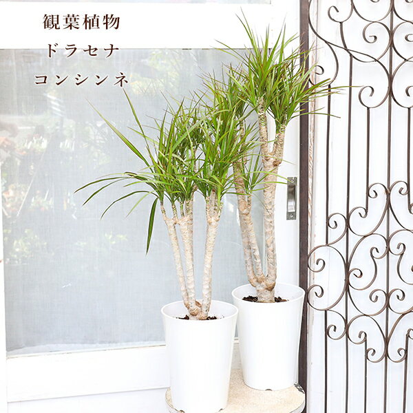 楽天市場】ドラセナ コンシンネ（種類（植物）ドラセナ（幸福の木
