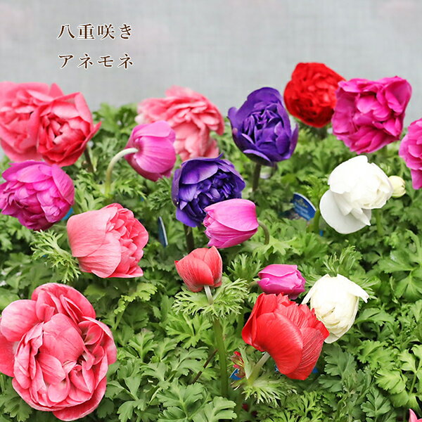 花苗 八重咲き アネモネ オーロラ 3.5号