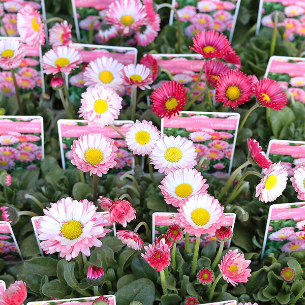 花苗 イングリッシュデージー ロリポップ 3号