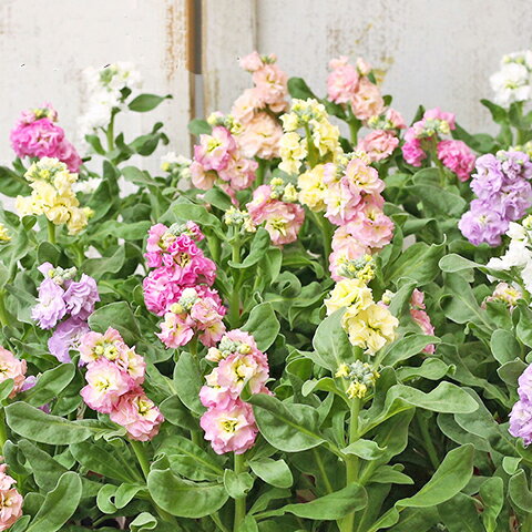 花苗 八重咲き ストック ベイビー ピンク ホワイト ブルー パープル アプリコット レインボー 3.5号