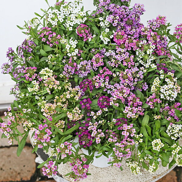 花苗 スイートアリッサム ミックス植え 2.5号