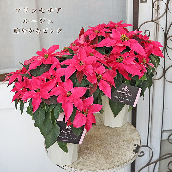 鉢花 プリンセチア ルージュ 4号