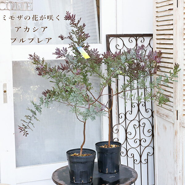 �������� �������� �ץ�ץ쥢 �ߥ⥶ 6�� H90cm