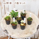 草花苗 山野草 1号 2苗セット