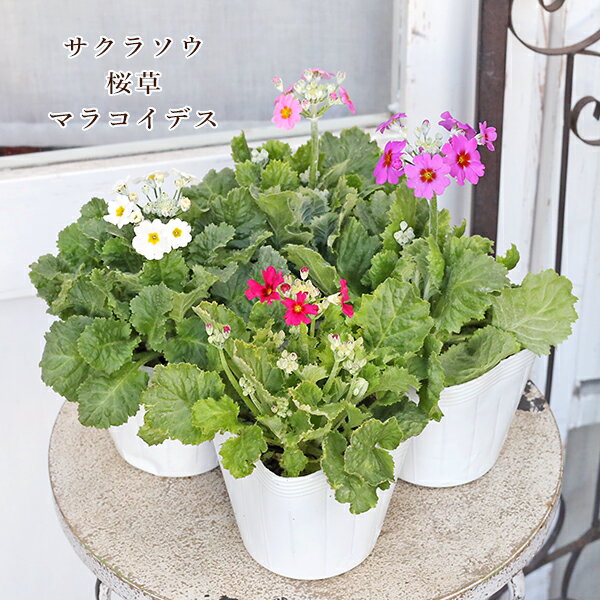 花苗 サクラソウ 桜草 プリムラ マラコイデス ピンク ホワイト パープル ローズ 3.5号