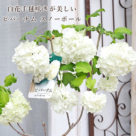 花木苗 ビバーナム スノーボール 5号 H45cm