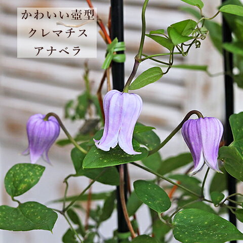 クレマチス 花の鉢植え 花鉢 クレマチス アナベラ 4号支柱ポット