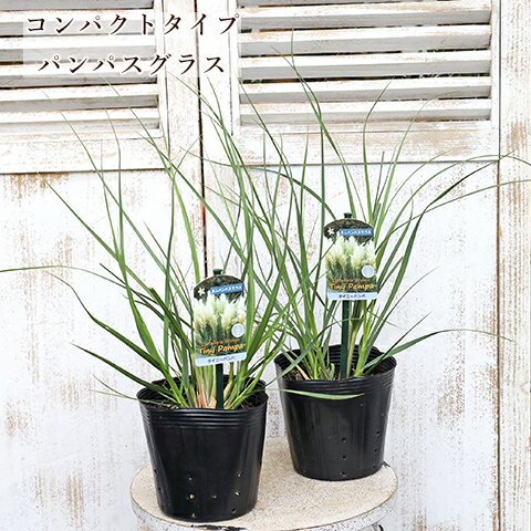 草花苗 パンパスグラス タイニーパンパ ミニ 5号