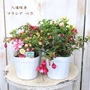 花苗 八重咲き フクシア ベラ 3.5号