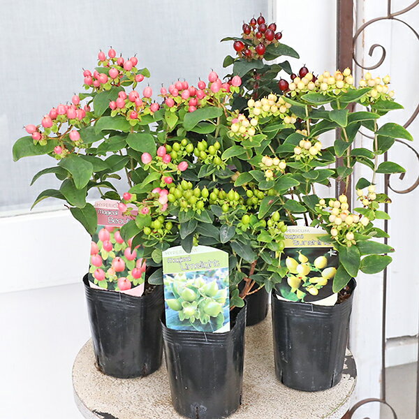 値下げSALE 花木苗 ヒペリカム マジカル ビューティー サンシャイン ユニバース ライムライト 3号