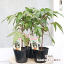 草花苗 ミニコットン 綿花子 3.5号