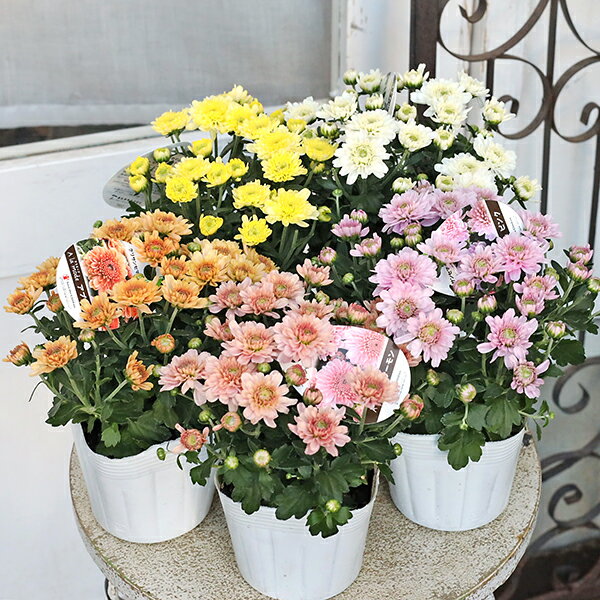 花苗 クリサンセマム アラモード サーモン アプリコット ピンク レモン ホワイト 3.5号 ガーデンマムのサムネイル