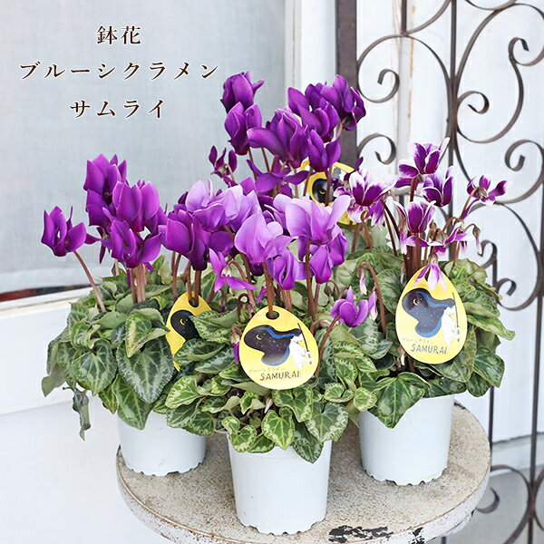 鉢花 ブルー シクラメン サムライ 3号