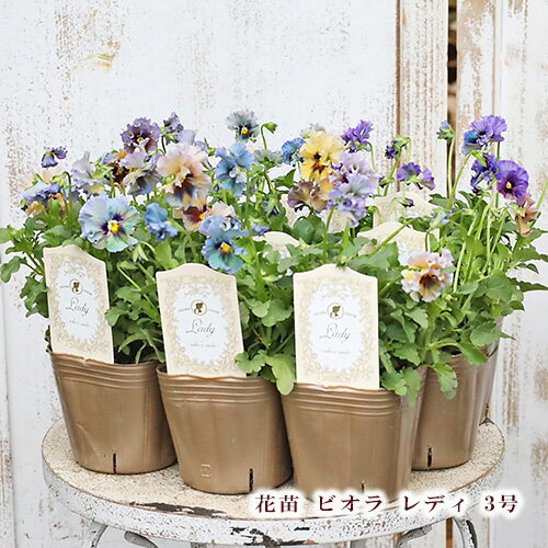 ＬＡ３7♥ビオラレディ ♥希少♥人気品種♥花苗ポットごと発送♥パンジービオラ うえたコレクション パンジー・ビオラ キューティーハート 花苗 3.5号