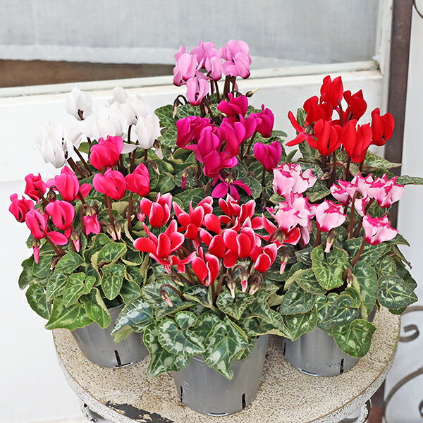 花苗 ガーデンシクラメン ミニシクラメン ホワイト ピンク レッド ローズ バイカラー 3号