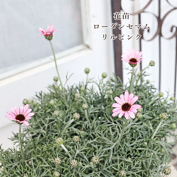 楽天市場】ローダンセマム（開花時期夏）の通販