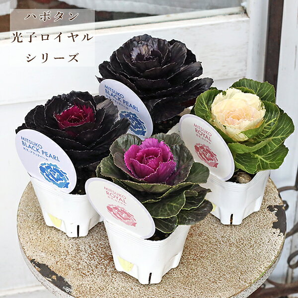 葉牡丹 光子ブラックパールの商品画像