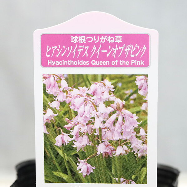 限定30％OFFクーポン花苗シラー...