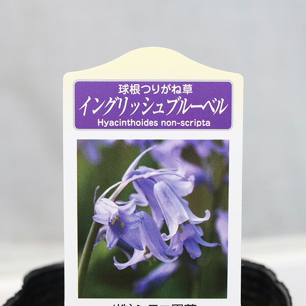 花苗 シラー イングリッシュブルーベル ヒアシンソイデス ノンスクリプタ 3号