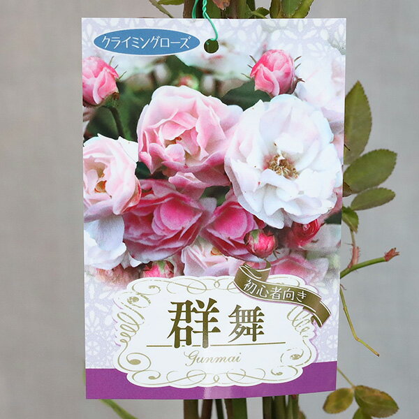 鉢花 つるバラ 群舞 八重咲き 6号のサムネイル