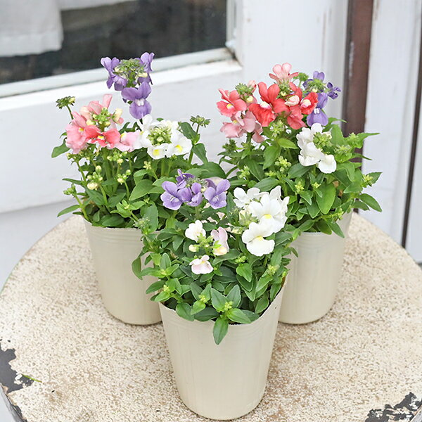 花苗宿根ネメシアミックス3色植え2.5号