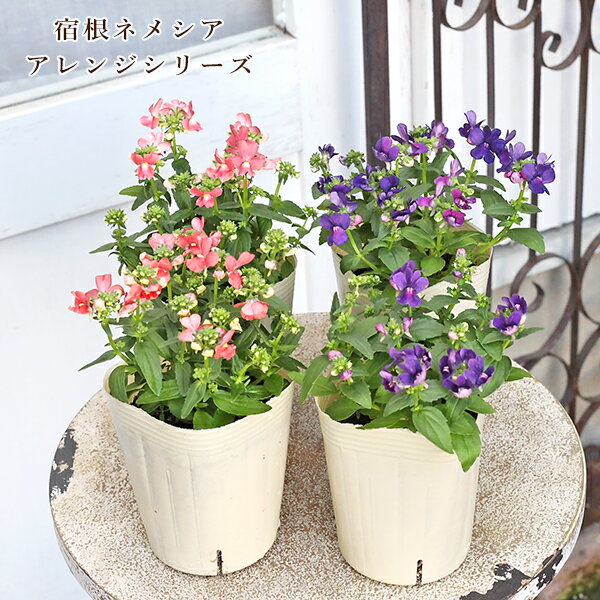 花苗宿根ネメシアアレンジアプリコッ...