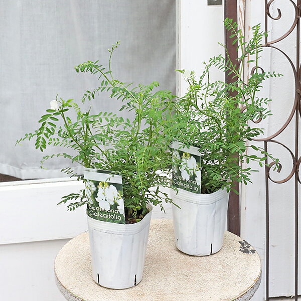 値引きセール 花苗 スワインソナ ガレギフォリア 3号