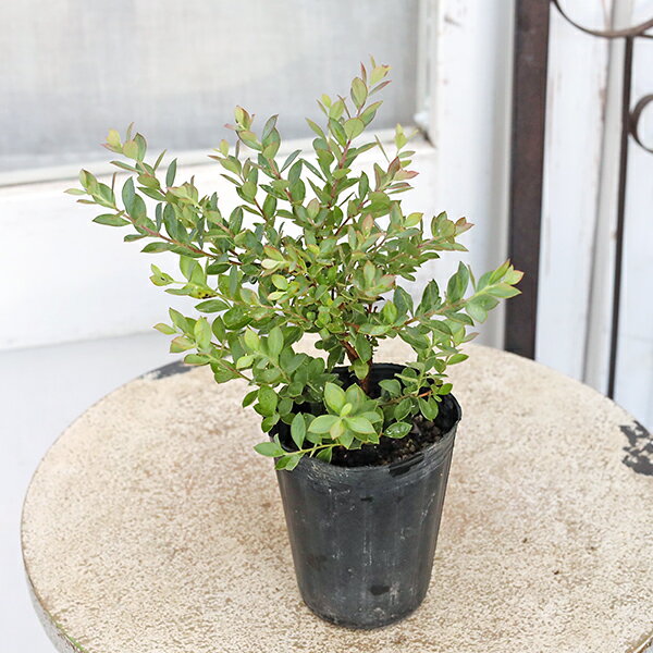 【閉店セール／返品不可／在庫限り】果樹苗木 ブルーベリー ネイティブブルーベリー プリティ 2.5号