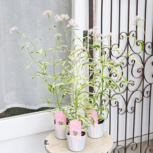 値引きセール 花苗 ユーパトリウム バエリガータ 斑入り フジバカマ ピンク 3号