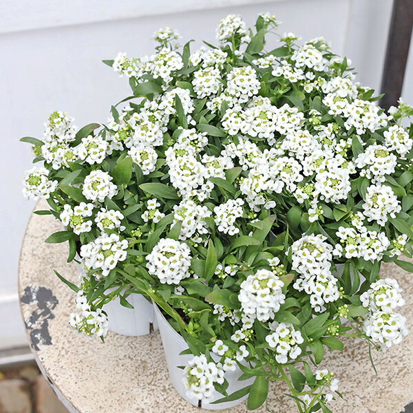 花苗 アリッサム アイスクリッサム バニラ 2.5号