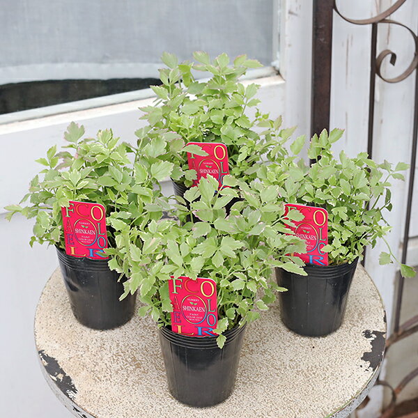 楽天市場】セリ 苗（花・ガーデン・DIY）の通販