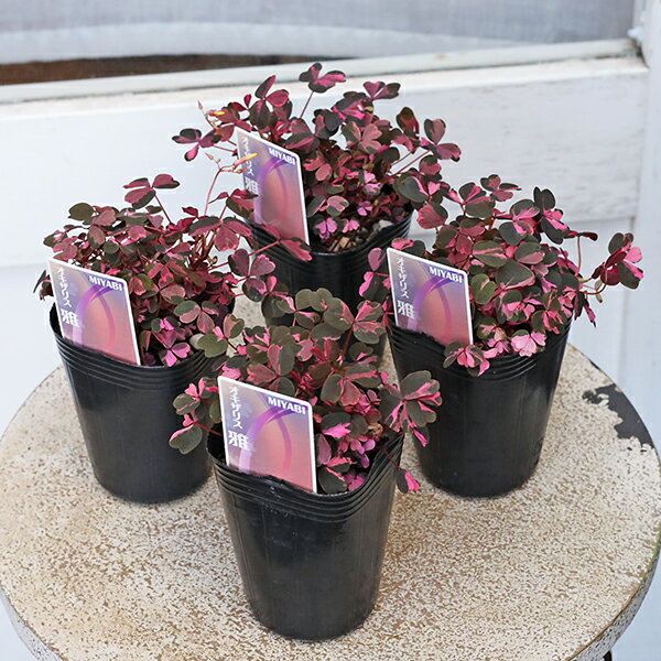 楽天市場】ポリシャス 斑入りの通販