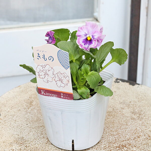 ����Ź�����롿�����Բġ��߸˸¤�۲��� �ե��ѥ󥸡� ����� 3.5��