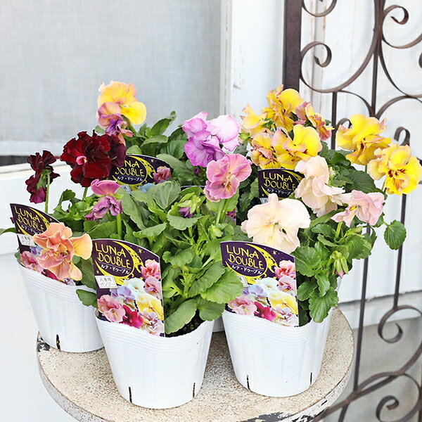 花苗 八重咲きパンジー ルナドゥーブル 3.5号