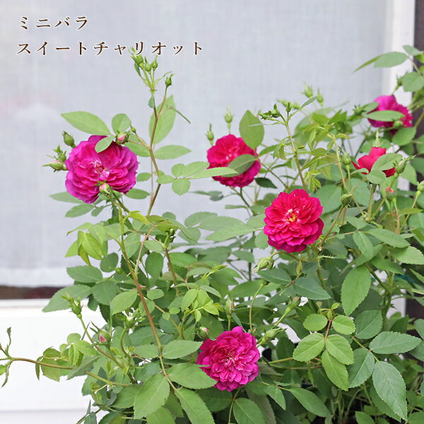 花苗 ミニバラ スイートチャリオット 3号のサムネイル