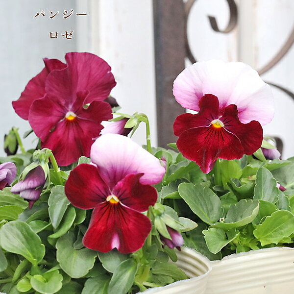 花苗パンジーロゼよく咲くすみれ3.5号