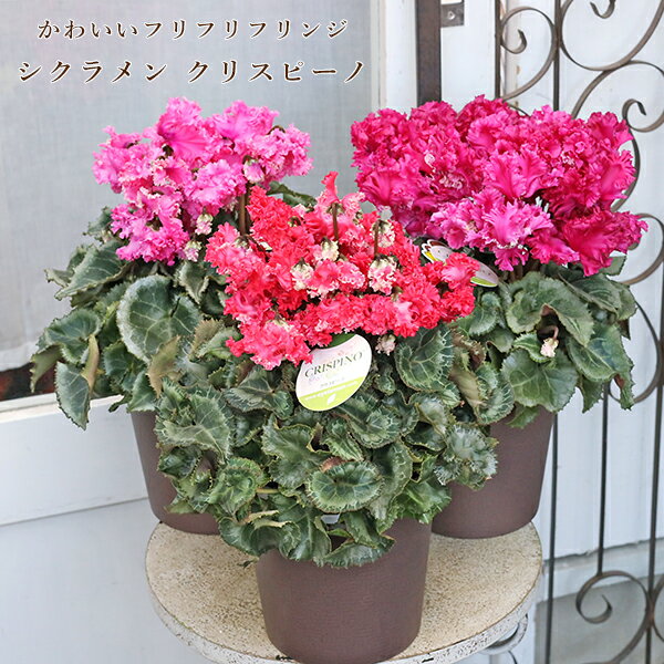 値下げセール 現品販売 鉢花 フリルフリンジ シクラメン クリスピーノ 5号 底面給水