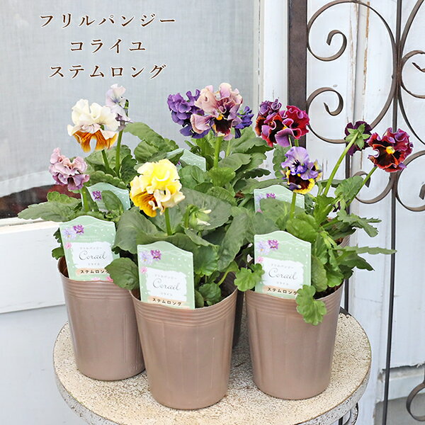 花苗 フリル パンジー コライユステムロング 3号