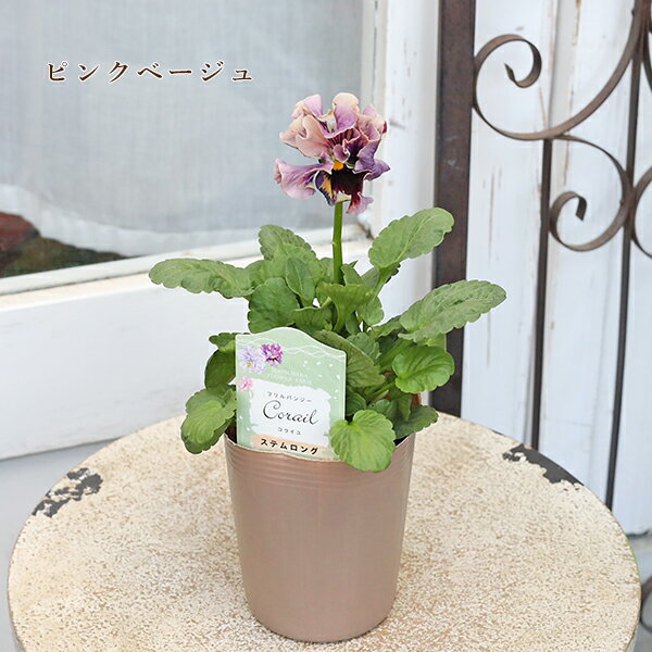 楽天市場】パンジー 苗（カラーピンク）（苗物｜ガーデニング・農業