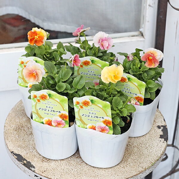 花苗 ビオラ アンジュフルール 3.5号