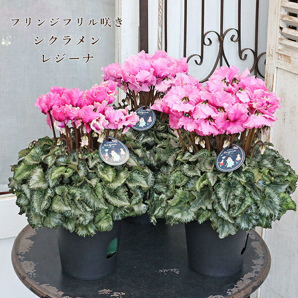 鉢花 フリル シクラメン レジーナ ピンク 5号