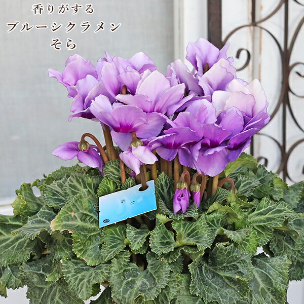 鉢花 ブルーシクラメン そら 5号