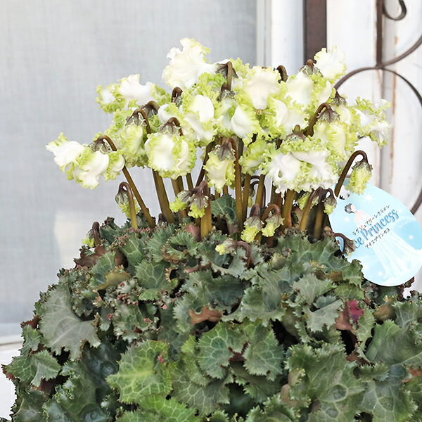 現品販売 鉢花 シクラメン アイスプリンセス 5号 フリンジフリル咲き